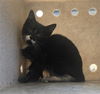 adoptable Cat in Lancaster, CA named OMI
