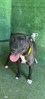 adoptable Dog in Lancaster, CA named KESHA