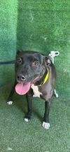 adoptable Dog in Lancaster, CA named KESHA