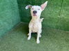 adoptable Dog in  named HEIDY
