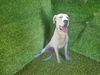 adoptable Dog in  named A5711865