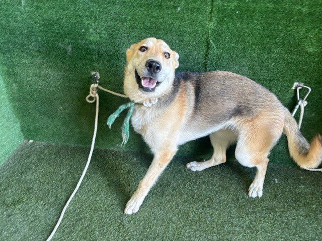 adoptable Dog in Lancaster, CA named MISTY