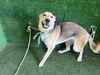adoptable Dog in  named MISTY
