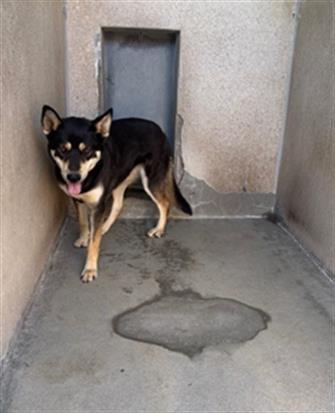 adoptable Dog in Lancaster, CA named MAY