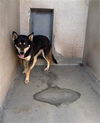 adoptable Dog in  named MAY