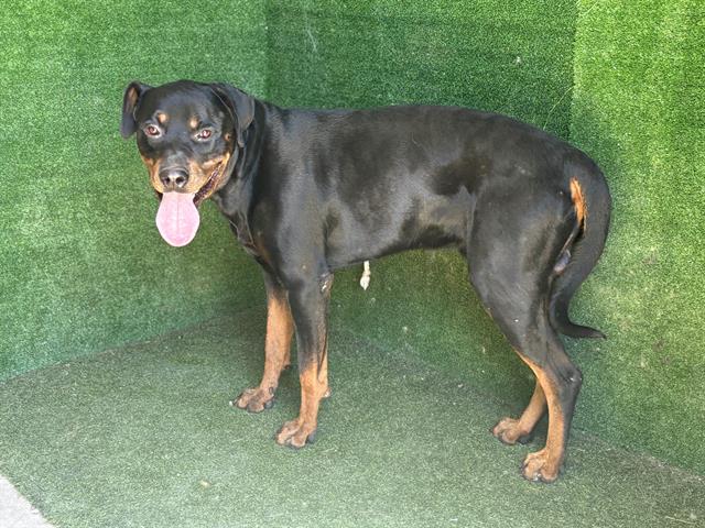 adoptable Dog in Lancaster, CA named LEO
