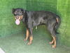 adoptable Dog in  named LEO