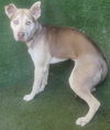 adoptable Dog in  named STONE