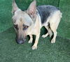 adoptable Dog in Lancaster, CA named HENRY