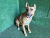adoptable Dog in Lancaster, CA named NAYELI