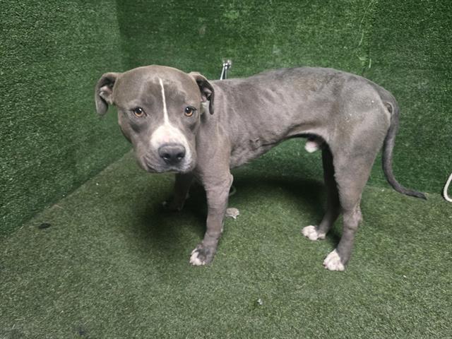 adoptable Dog in Lancaster, CA named SANTIAGO