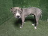 adoptable Dog in Lancaster, CA named SANTIAGO