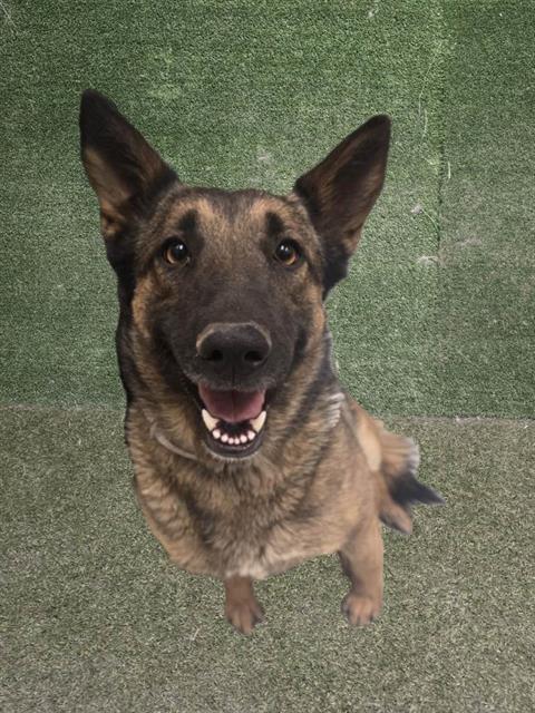 adoptable Dog in Lancaster, CA named VIKKI