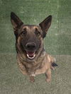 adoptable Dog in Lancaster, CA named VIKKI