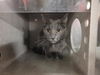 adoptable Cat in Lancaster, CA named KIZZIE