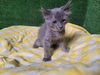 adoptable Cat in Lancaster, CA named DELIA