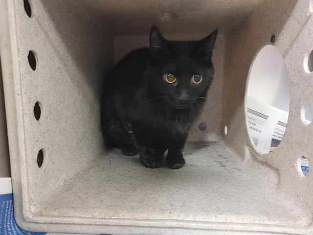 adoptable Cat in Lancaster, CA named CAROL