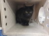 adoptable Cat in Lancaster, CA named CAROL