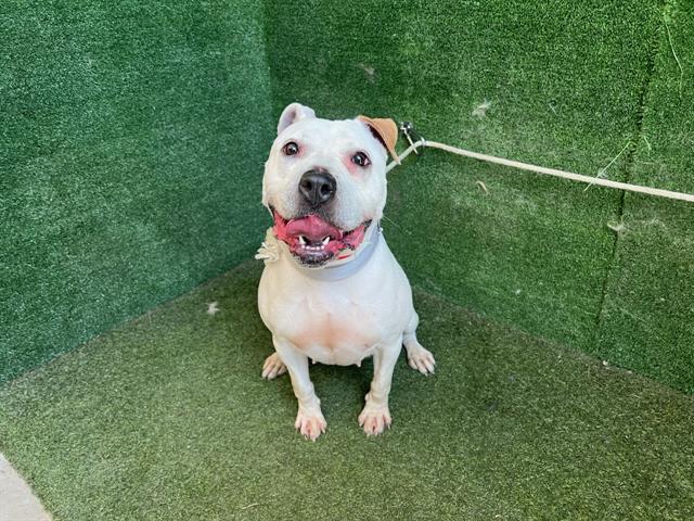 adoptable Dog in Lancaster, CA named LOLA