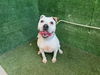 adoptable Dog in Lancaster, CA named LOLA