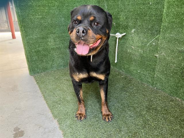 adoptable Dog in Lancaster, CA named ROXY