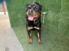 adoptable Dog in  named ROXY