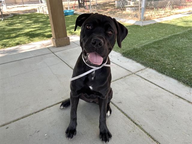 adoptable Dog in Lancaster, CA named CINDY