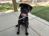 adoptable Dog in  named CINDY