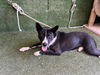 adoptable Dog in Lancaster, CA named SIENA