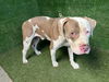 adoptable Dog in Lancaster, CA named GINO