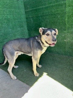 adoptable Dog in Lancaster, CA named JACK