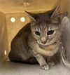 adoptable Cat in Lancaster, CA named LUNA