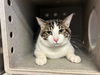 adoptable Cat in Lancaster, CA named MEGATRON