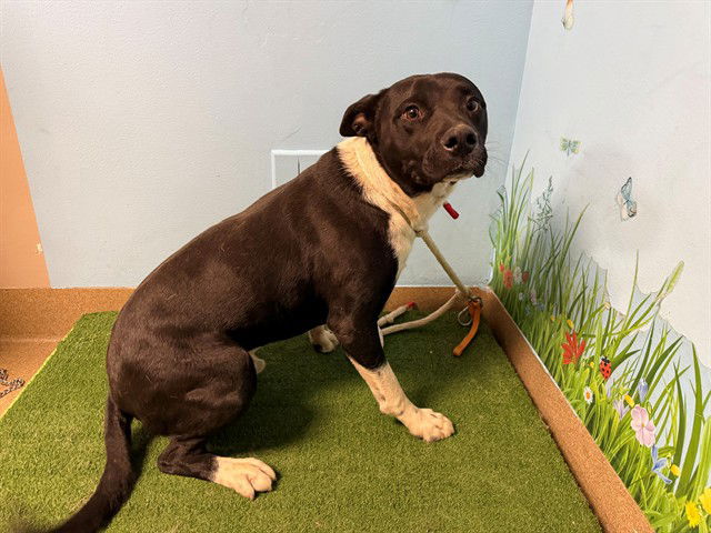 adoptable Dog in Lancaster, CA named AUSTIN POWERS