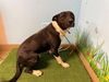 adoptable Dog in Lancaster, CA named AUSTIN POWERS