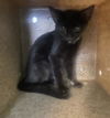 adoptable Cat in Lancaster, CA named KALEY