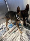 adoptable Dog in  named SAMPSON