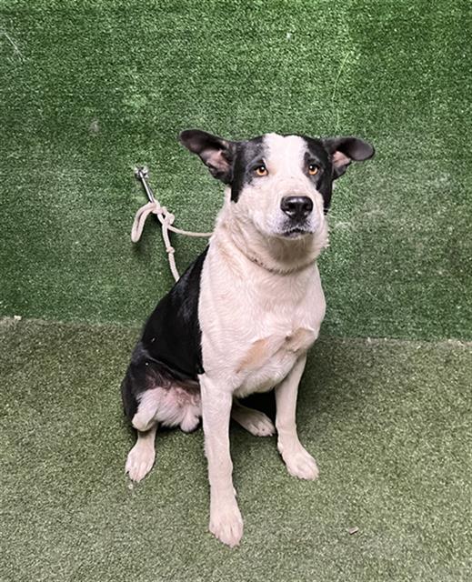 adoptable Dog in Lancaster, CA named THEODORE