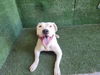 adoptable Dog in Lancaster, CA named MI MI