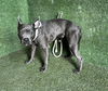 adoptable Dog in Lancaster, CA named A5712753