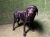 adoptable Dog in  named SERENA