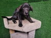 adoptable Dog in  named ARVEN