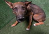 adoptable Dog in Lancaster, CA named OAK