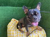 adoptable Dog in  named ZEUS