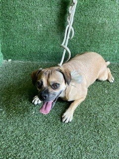 adoptable Dog in Lancaster, CA named BROWNIE