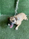 adoptable Dog in  named BROWNIE