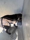 adoptable Dog in Lancaster, CA named THOR