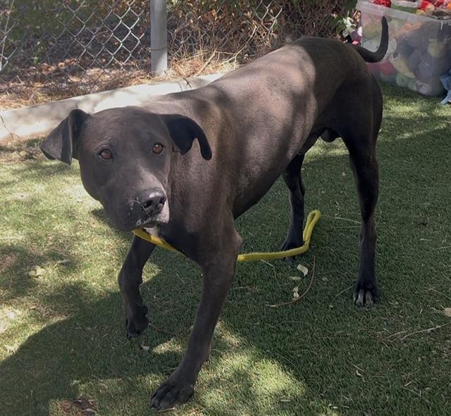 adoptable Dog in Lancaster, CA named THOR