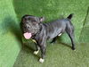 adoptable Dog in Lancaster, CA named ARES