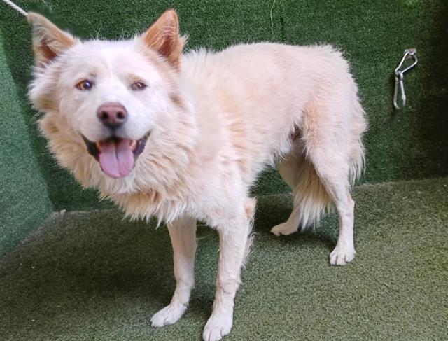 adoptable Dog in Lancaster, CA named DOLCE